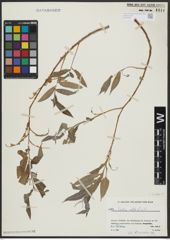 Foto von Salix alba L.